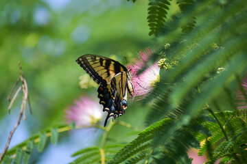 Yellow Swallowtail Butterfly on Pink Mimosa Tree Flowers Summer Garden