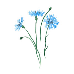 Blue Cornflower herb. Bachelor's button. Set of floral elements, watercolor botanical illustration. Bouquet of wildflowers, summer, field, meadow. Centaurea cyanus