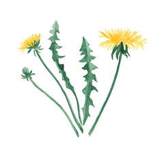 Fototapeta premium Yellow dandelions, spring flowers. Officinale flower with buds and leaves. Beautiful dandelion made in watercolor on a transparent background. For prints, greeting cards, invitations, stationery