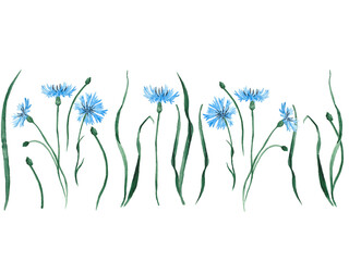 Seamless horizontal border with delicate watercolor cornflower. Beautiful blue wildflowers. Perfect for stationery, invitations, textiles, digital design, greeting cards