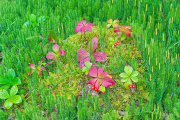 Colorful Growth in the Heart of the Boreal Forest