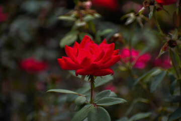 Obraz premium Red Rose Flower Spring Garden