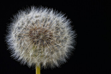 Common dandelion photographed close up.