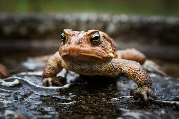 Toad on Concrete Bird Bath After Rain