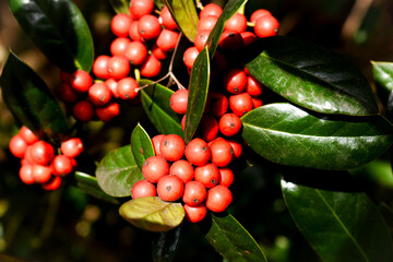 Holly Berries on Holly Bush in Winter