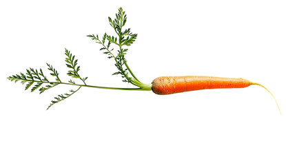 A single carrot with leaves and stem on white background