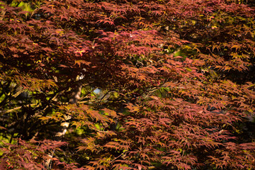 Japanese Maple Tree Canopy in Spring Garden
