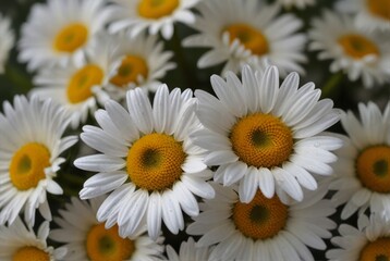 Obraz premium Bouquet of daisies, summer