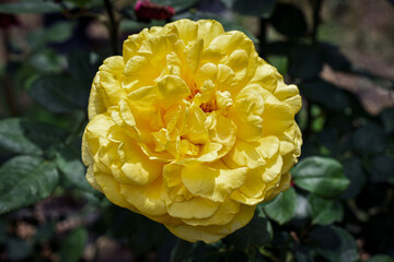 Yellow Rose Flower Spring Garden
