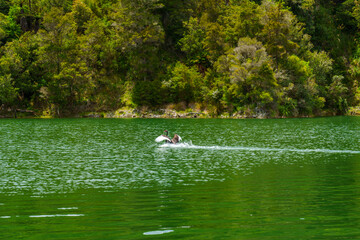 A swan taking off on the water