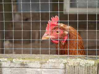 Ein Hühnerkopf von braunem Huhn hinter einem Zaun