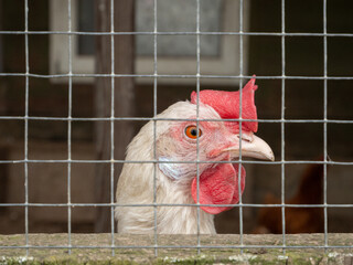 Ein Hühnerkopf hinter einem Zaun