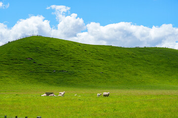 Obraz premium sheep in the farm under the blue sky with clouds