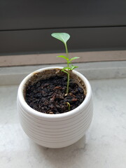 young plant