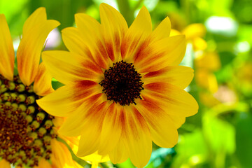 Yellow Red Sunflower Summer Garden