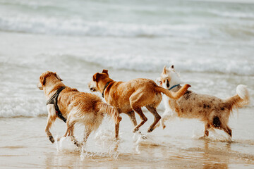 Three red dogs running on sunny sandy beach