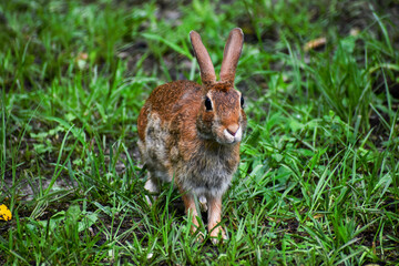 Eastern Cottontail Rabbit in Grass on Forest Edge