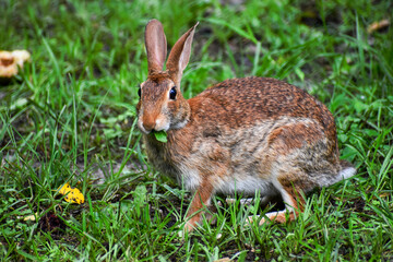 Eastern Cottontail Rabbit in Grass on Forest Edge