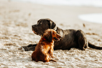 Red long-haired dachshund dog sitting on sandy sunny beach with a big black dog