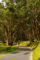 A winding road in the park