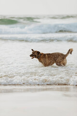 Brown shepherd dog running on a sunny sandy beach in sea water