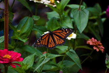 Monarch Butterfly on Summer Zinnia Flowers in Garden
