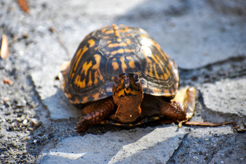 Eastern Box Turtles on Garden Paved Walk Path