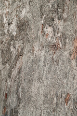 Pattern of dried old bark wood in Thailand.Cracked wood texture big tree surface.Template for design.Abstract natural background.Space for work.Banner.Wallpaper.Selective focus.Vertical.