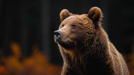 Color portrait of a brown bear facing ahead against a black background.