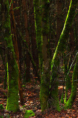 Obraz premium footpath in the woods