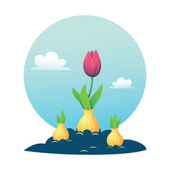 Three sprouted tulip bulbs in a garden bed against a background of blue sky and clouds. Pink tulip. Bright spring vector illustration on the theme of floriculture and gardening.