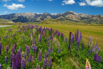 Obraz premium Lupin Flower in front of mountain