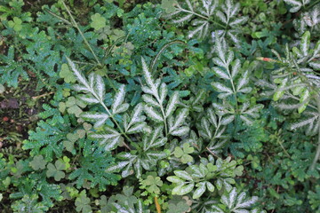 close up of fresh green fern leaves growing in the garden