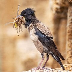 The rosy Starling Sturnus roseus sits on a stone with a bunch of grasshoppers in its beak