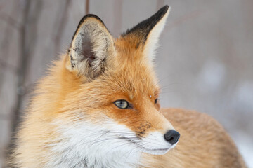 Red fox Vulpes vulpes in a winter landscape. Close up