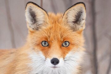 Red fox Vulpes vulpes in a winter landscape