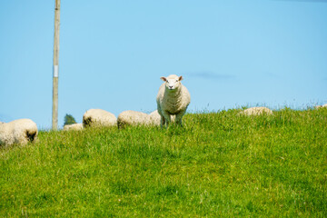 Sheep in the field in New Zealand