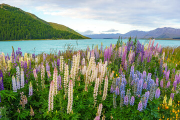 Lupins in front of Lake Tekapo, New Zealand - Powered by Adobe