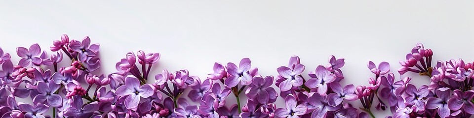 lilac flowers background.
