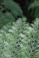 close up of fresh green fern leaves growing in the garden