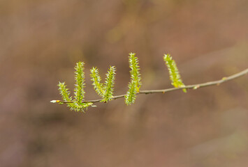 spring in the forest