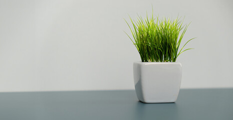 a green flowerpot in a white pot on the table