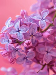 lilac flowers background.