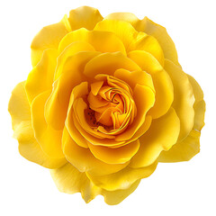 an elegant yellow rose, centered and isolated on white background.