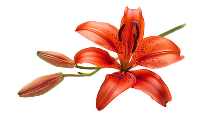  A red lily flower with buds isolated on a white background
