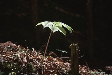 芽吹き　実生の若葉