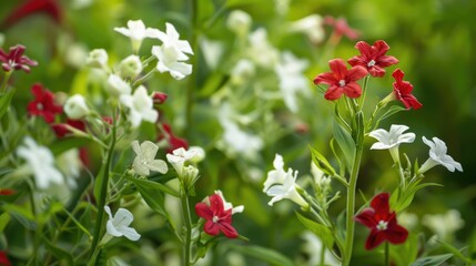 Botanical Closeup of Red and White Nicotiana Alata Flowers in Full Bloom on Green Garden Background