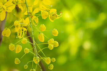 A bunch of yellow flowers with green leaves