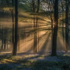 Morning Sunlight Creating a Magical Atmosphere in a Forest.