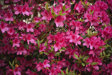 Pink Red Azalea Bush Flowers Spring Garden 